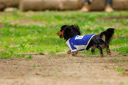 DoggyPark_A-048.jpg