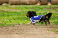 DoggyPark_A-048_thumb.png