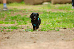 DoggyPark_A-049.jpg