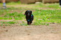 DoggyPark_A-049_thumb.png