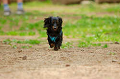 DoggyPark_A-050_thumb.png