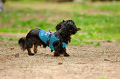 DoggyPark_A-051_thumb.png