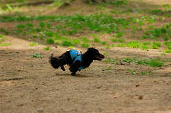 DoggyPark_A-052.jpg