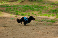 DoggyPark_A-052_thumb.png