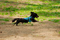 DoggyPark_A-053_thumb.png