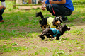 DoggyPark_A-054_thumb.png