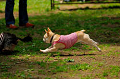 DoggyPark_A-055_thumb.png