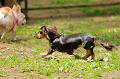 DoggyPark_A-056_thumb.png