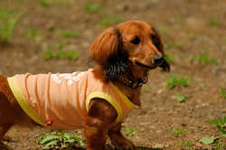 DoggyPark_A-057.jpg