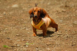 DoggyPark_A-058.jpg