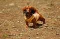DoggyPark_A-058_thumb.png