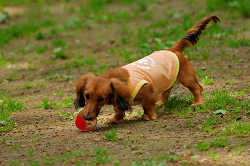 DoggyPark_A-059.jpg
