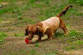 DoggyPark_A-059_thumb.png