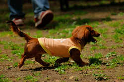 DoggyPark_A-060.jpg