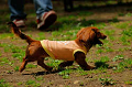 DoggyPark_A-060_thumb.png