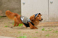 DoggyPark_A-061_thumb.png