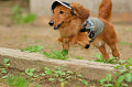 DoggyPark_A-062_thumb.png