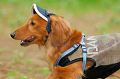 DoggyPark_A-063_thumb.png