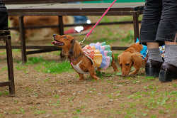 DoggyPark_A-064.jpg