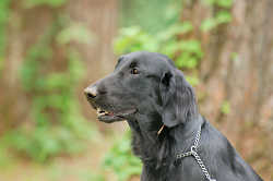 DoggyPark_A-065.jpg