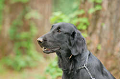 DoggyPark_A-065_thumb.png