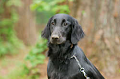 DoggyPark_A-066_thumb.png