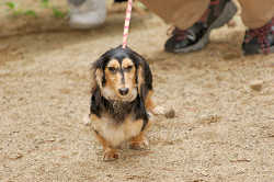 DoggyPark_A-069.jpg
