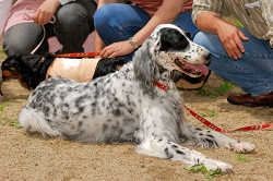 DoggyPark_A-070.jpg