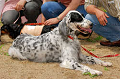 DoggyPark_A-070_thumb.png