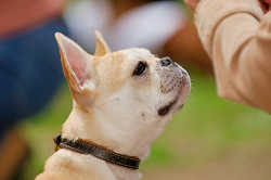 DoggyPark_A-071.jpg