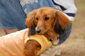 DoggyPark_A-072_thumb.png