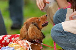 DoggyPark_A-073.jpg