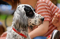 DoggyPark_A-074_thumb.png
