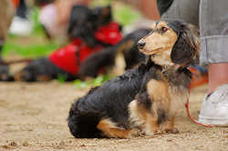DoggyPark_A-075.jpg