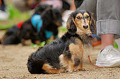 DoggyPark_A-076_thumb.png