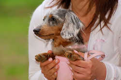 DoggyPark_A-077.jpg