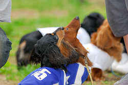 DoggyPark_A-078.jpg
