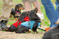 DoggyPark_A-079_thumb.png