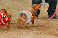 DoggyPark_A-080_thumb.png