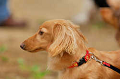 DoggyPark_A-081_thumb.png