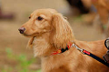 DoggyPark_A-082_thumb.png
