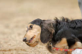 DoggyPark_A-083_thumb.png
