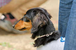 DoggyPark_A-084.jpg