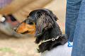 DoggyPark_A-084_thumb.png