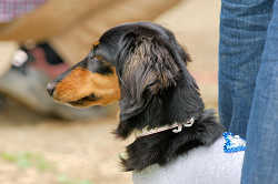 DoggyPark_A-085.jpg