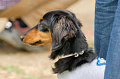 DoggyPark_A-085_thumb.png