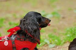 DoggyPark_A-086.jpg