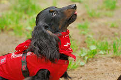 DoggyPark_A-087.jpg