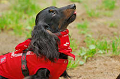 DoggyPark_A-087_thumb.png