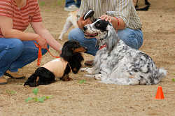 DoggyPark_A-088.jpg